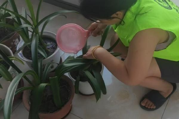 百子莲有没有毒，是没有毒性的植物