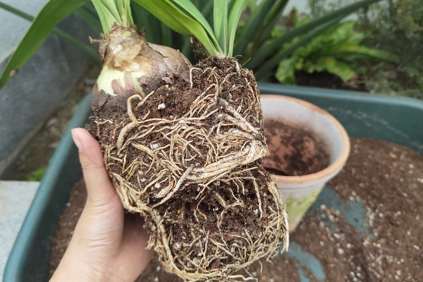 让朱顶红开花的方法，使用磷酸二氢钾可促进花朵开放