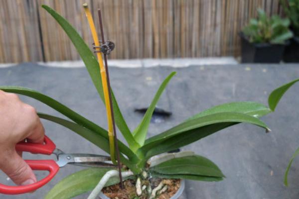 蝴蝶兰花谢了能不能养殖，并非一年生花卉可以继续养护