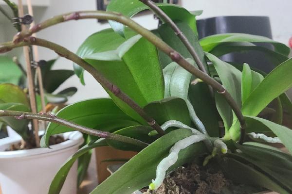 蝴蝶兰花谢了能不能养殖，并非一年生花卉可以继续养护