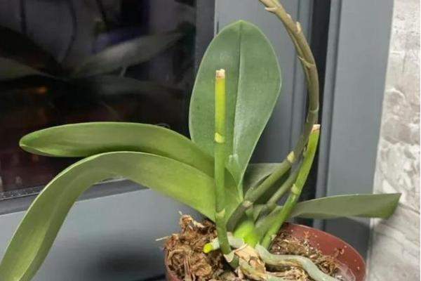 蝴蝶兰花谢了能不能养殖，并非一年生花卉可以继续养护