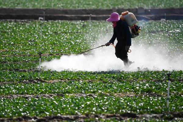 虫螨腈的灭杀对象，可防止蓟马、小菜蛾等蔬菜害虫