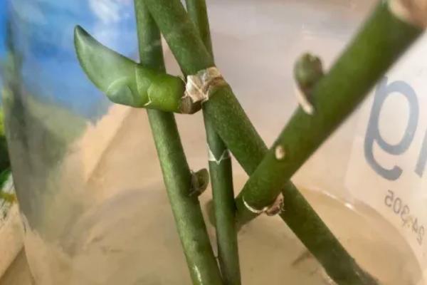 蝴蝶兰花谢了能不能养殖，并非一年生花卉可以继续养护