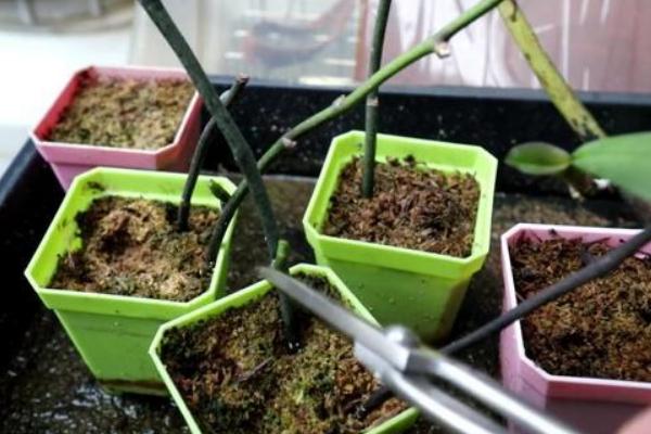 蝴蝶兰花谢了能不能养殖，并非一年生花卉可以继续养护