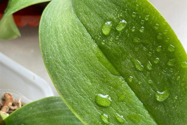 蝴蝶兰花谢了能不能养殖，并非一年生花卉可以继续养护
