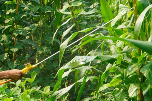 虫螨腈的灭杀对象，可防止蓟马、小菜蛾等蔬菜害虫