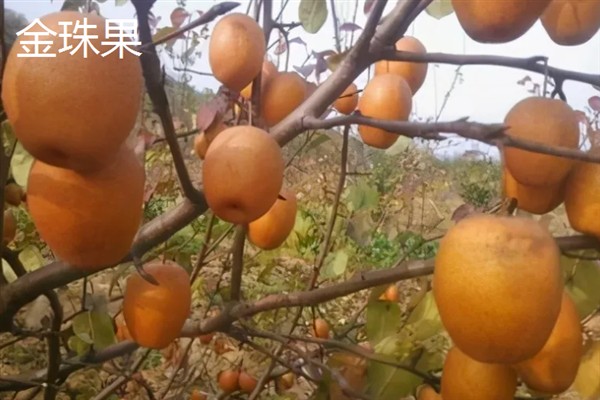 种哪些水果能挣钱，红啤梨、金珠果等品种具有理想的效益