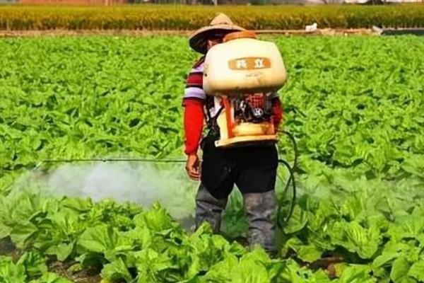 虫螨腈的灭杀对象，可防止蓟马、小菜蛾等蔬菜害虫