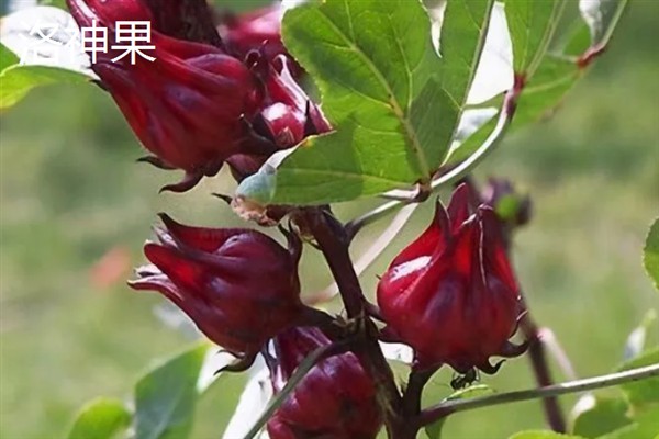 种哪些水果能挣钱，红啤梨、金珠果等品种具有理想的效益