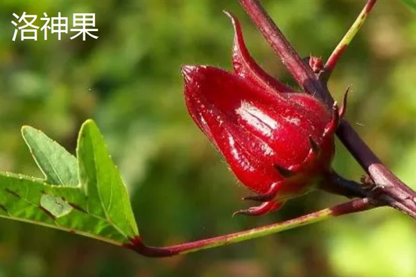 种哪些水果能挣钱，红啤梨、金珠果等品种具有理想的效益