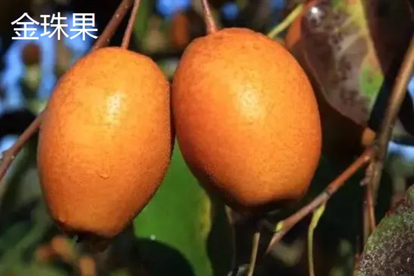 种哪些水果能挣钱，红啤梨、金珠果等品种具有理想的效益