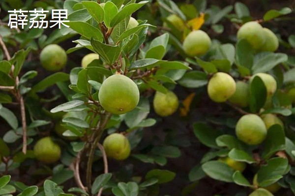 种哪些水果能挣钱，红啤梨、金珠果等品种具有理想的效益