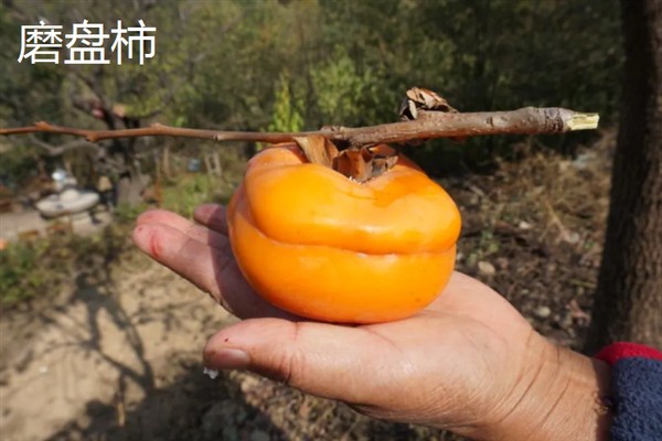种哪些水果能挣钱，红啤梨、金珠果等品种具有理想的效益