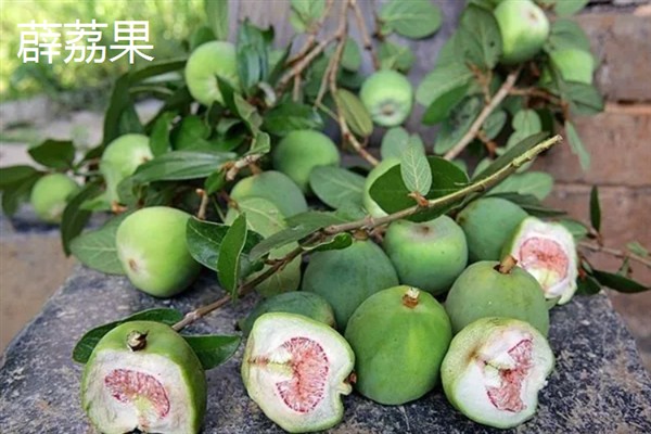 种哪些水果能挣钱，红啤梨、金珠果等品种具有理想的效益