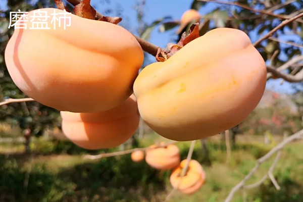 种哪些水果能挣钱，红啤梨、金珠果等品种具有理想的效益