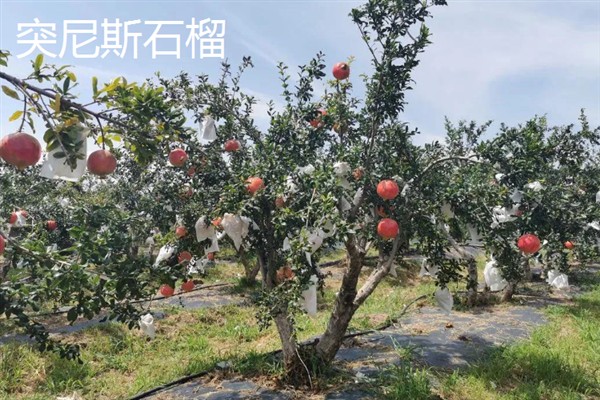 种哪些水果能挣钱，红啤梨、金珠果等品种具有理想的效益