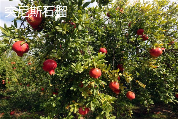 种哪些水果能挣钱，红啤梨、金珠果等品种具有理想的效益