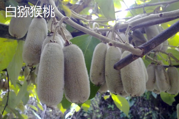 种哪些水果能挣钱，红啤梨、金珠果等品种具有理想的效益