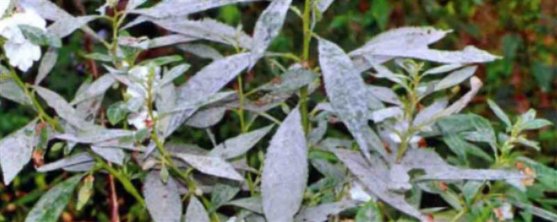 凤仙花叶片发白如何解决，发生白粉病要剪除病叶