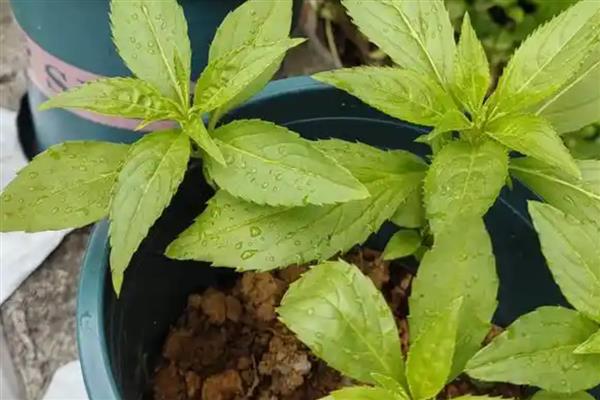凤仙花叶片发白如何解决，发生白粉病要剪除病叶