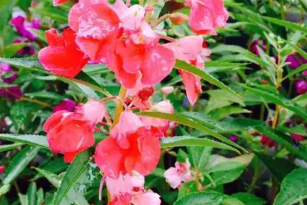 凤仙花叶片发白如何解决，发生白粉病要剪除病叶