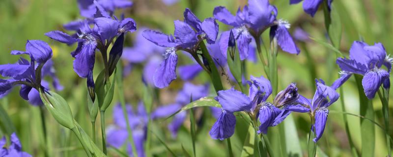 哪些花卉在春天盛开，常见迎春花、紫荆花等品种
