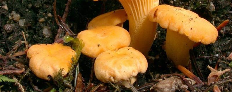哪些菌类呈黄色，常见牛肝菌、鸡油菌等品种