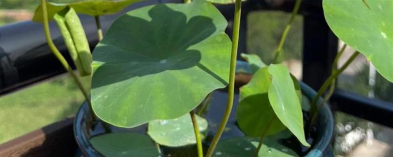 冬天如何种植碗莲，浸泡种子的水温要保持在20-40℃