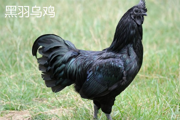 农村养殖什么东西可以致富，黑羽乌鸡、毛驴等动物值得考虑