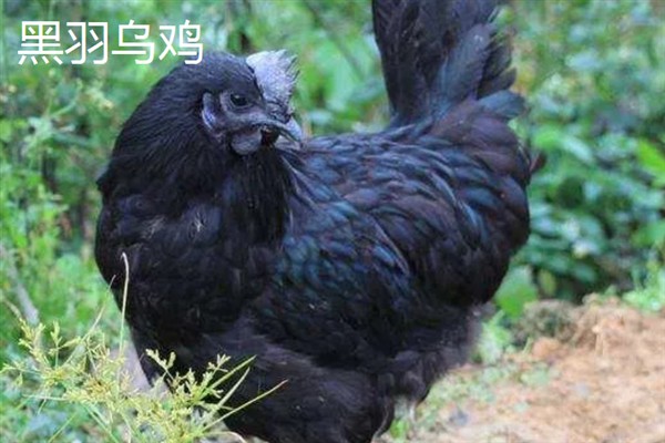 农村养殖什么东西可以致富，黑羽乌鸡、毛驴等动物值得考虑