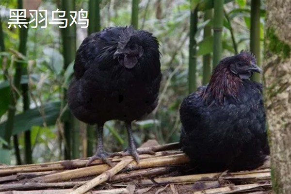 农村养殖什么东西可以致富，黑羽乌鸡、毛驴等动物值得考虑