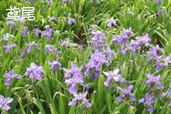 哪些花卉在春天盛开，常见迎春花、紫荆花等品种