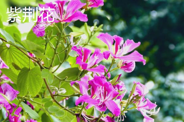 哪些花卉在春天盛开，常见迎春花、紫荆花等品种