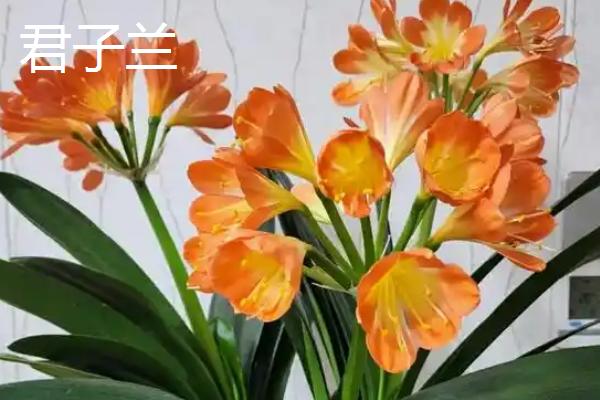 哪些花卉在春天盛开，常见迎春花、紫荆花等品种