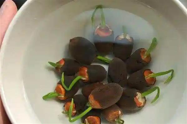 冬天如何种植碗莲,浸泡种子的水温要保持在20-40℃