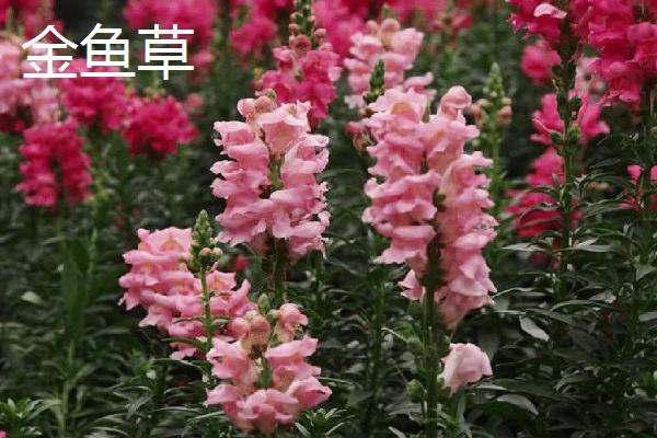 哪些花卉在春天盛开，常见迎春花、紫荆花等品种