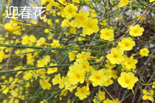 哪些花卉在春天盛开，常见迎春花、紫荆花等品种