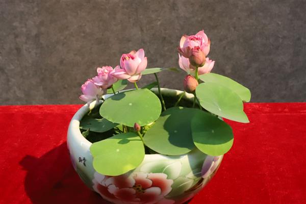 冬天如何种植碗莲,浸泡种子的水温要保持在20-40℃