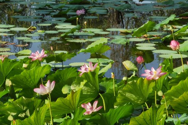 哪些花卉在春天盛开，常见迎春花、紫荆花等品种