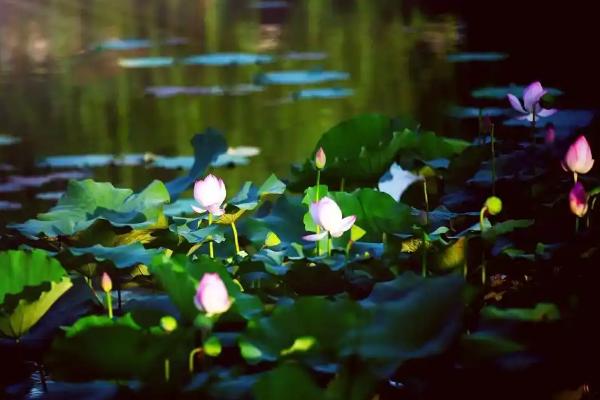 哪些花卉在春天盛开，常见迎春花、紫荆花等品种