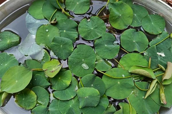 冬天如何种植碗莲,浸泡种子的水温要保持在20-40℃