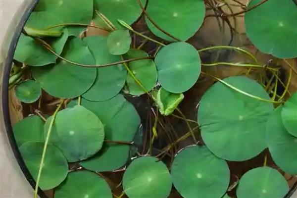 冬天如何种植碗莲,浸泡种子的水温要保持在20-40℃