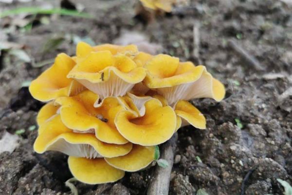 哪些菌类呈黄色，常见牛肝菌、鸡油菌等品种