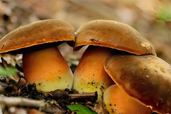 哪些菌类呈黄色，常见牛肝菌、鸡油菌等品种