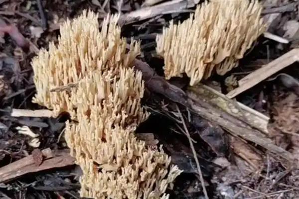 哪些菌类呈黄色，常见牛肝菌、鸡油菌等品种