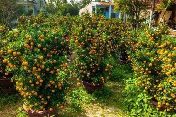 橘子树几年可以结果，通常需要3-4年左右