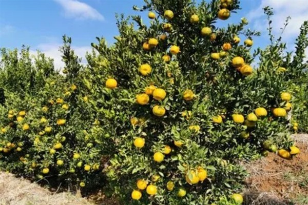 橘子树几年可以结果，通常需要3-4年左右