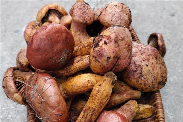 哪些菌类呈黄色，常见牛肝菌、鸡油菌等品种