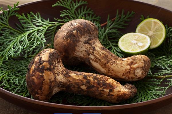 哪些菌类呈黄色，常见牛肝菌、鸡油菌等品种