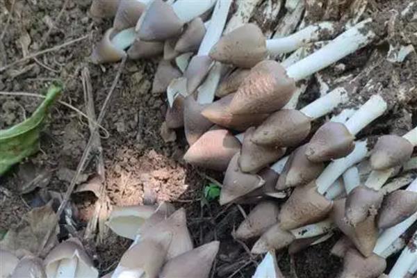 哪些菌类呈黄色，常见牛肝菌、鸡油菌等品种